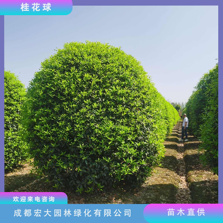 5米1.8米2米大型桂花苗圃直发-阿里巴巴