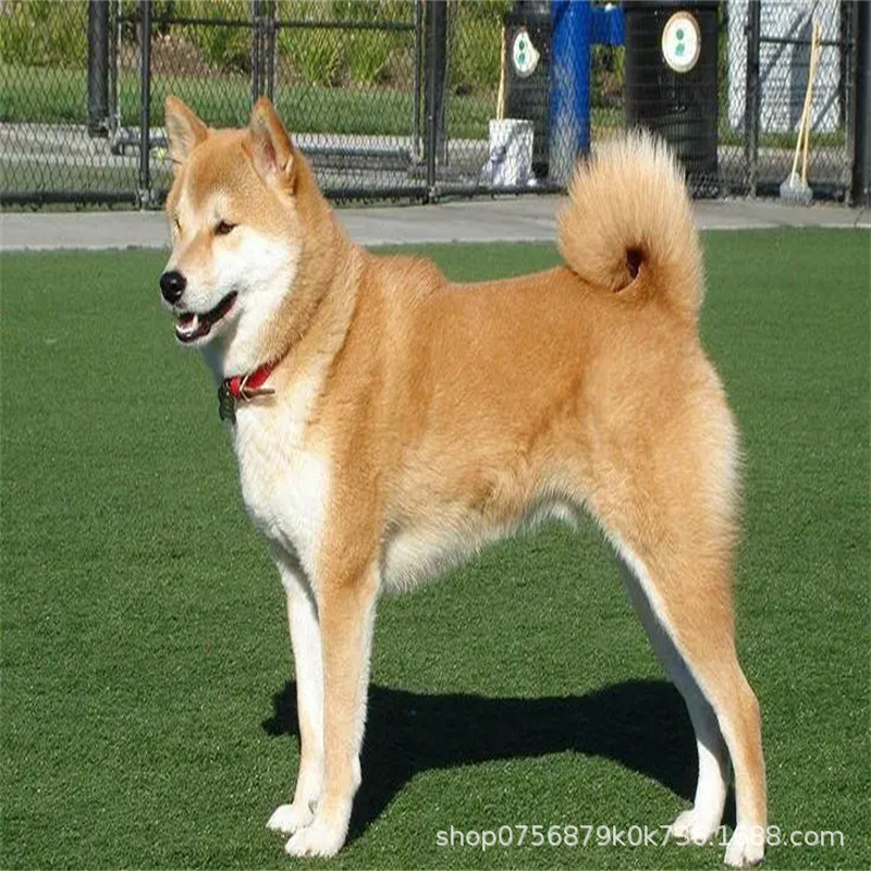 出售贵族血统赛级日本幼犬日系秋田犬活体家庭宠物中型狗忠犬八公