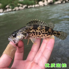 斑鳜波纹鳜白头鳜鱼活的路亚凶猛鱼原生鱼缸养殖翘嘴班鳜鱼苗桂花