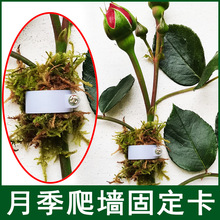 藤本月季爬藤固定器蔷薇爬墙固定卡扣植物墙面固定钉花藤牵引枝条