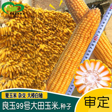 先玉335玉米种子登海先锋第高产一名原装正品安徽陕西河南山东北