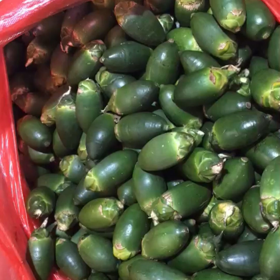 海南生槟榔果100克新鲜槟榔散装青槟榔现摘现发生槟榔带配料包邮