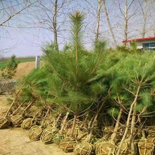 黑松树苗松树白芽小苗四季常青荒山绿化黑松盆景素材植物宝塔松