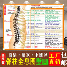 人体脊柱椎节段神经全息挂图相关疾病宣传海报人体经络穴位大挂图