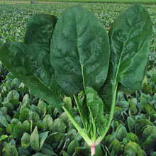 大叶菠菜种子散装春秋冬季耐寒耐热四季播日本红根菠菜籽蔬菜种籽