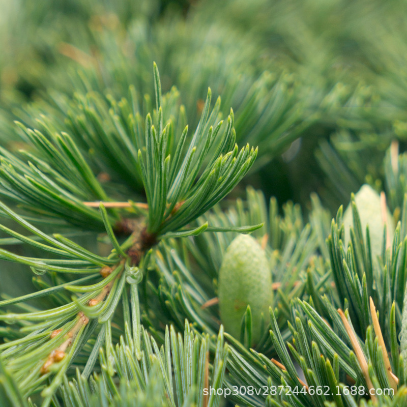 阿甘树摩洛哥有机大西洋雪松精油cedarwood atlas单方精油批发
