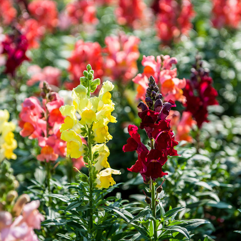 多年生宿根金鱼草花籽耐寒耐荫混色龙头花种籽草花景观绿化观赏