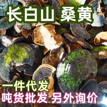 长白山森林原生爆马正品桑黄食用菌土特产非桑树厂家直销批发