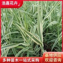 花叶芦竹水生小苗 庭院池塘观赏水景园水生植物 芦苇花叶芦竹苗