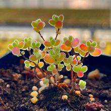 多肉植物 米粒糖球红叶冰晶枝干番杏 稀少新品群生矮小盆栽美观