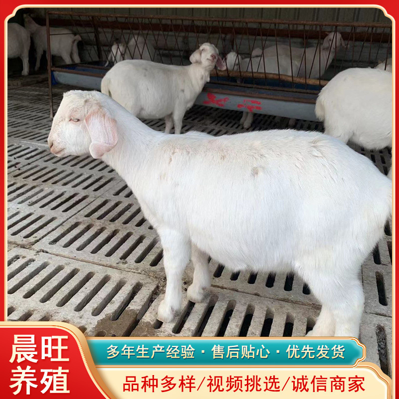 纯种波尔山羊哪里有卖的山羊苗什么价格20斤的小羊苗价格肉羊品种