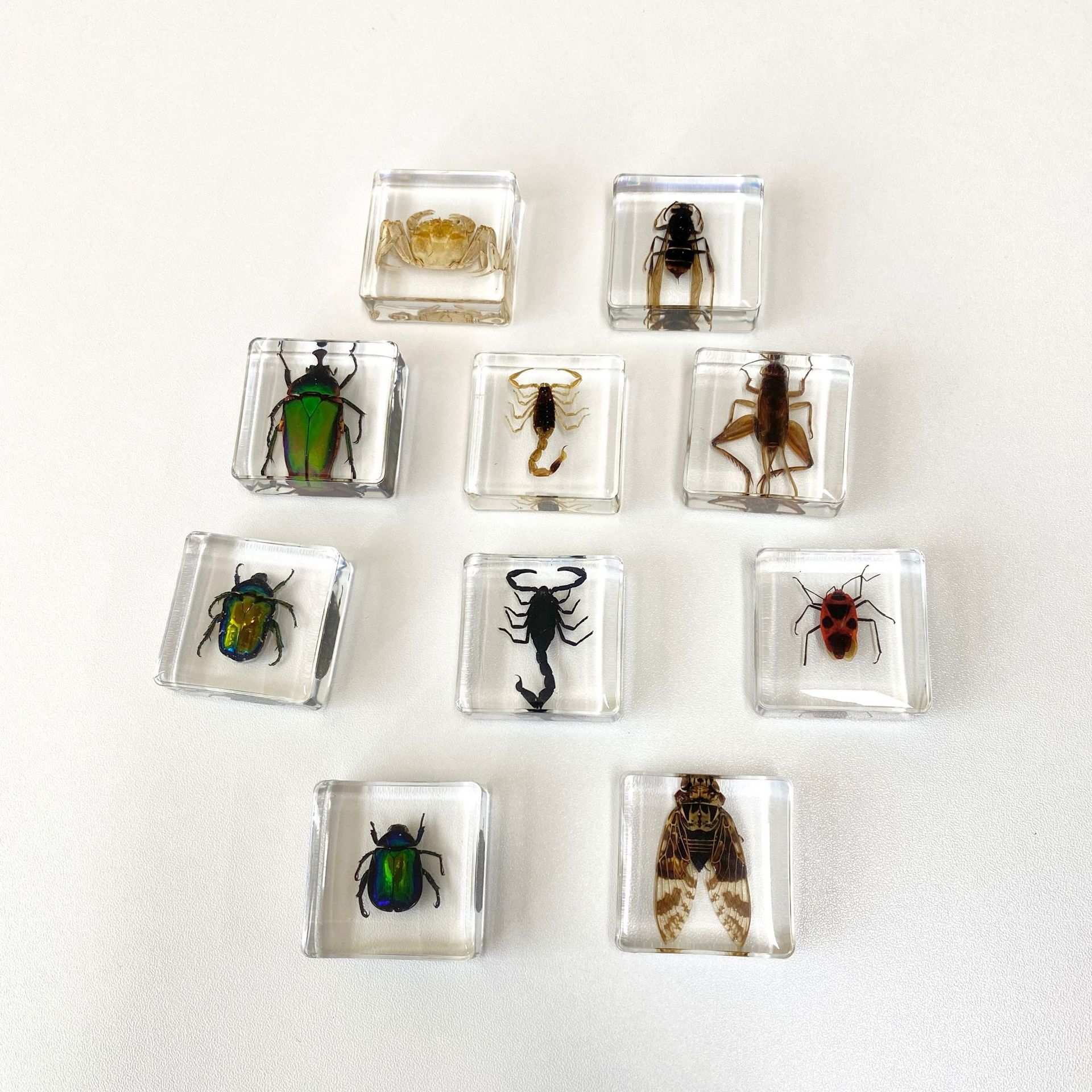 艾薇新款方形书镇真实昆虫标本学生教具观察琥珀摆件知了黄蜂黄蝎
