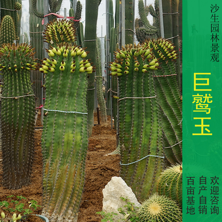 实生巨鹫玉仙人球 强刺墨西哥鱼钩球 富贵玉沙漠园林景观开花植物