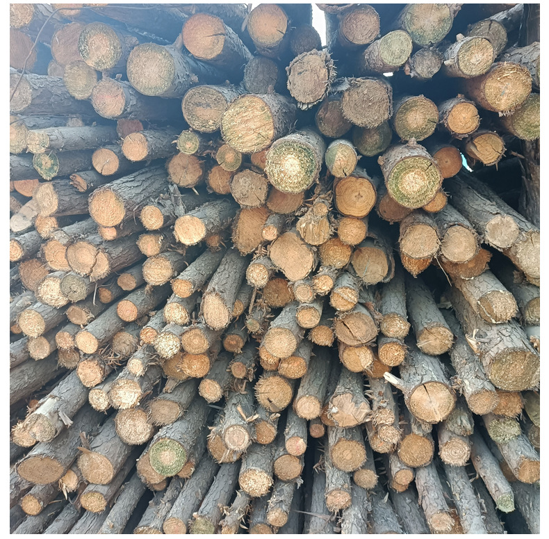 青岛煜锦源销售园林绿化杉木 杉木杆 高压防护 支树杆 打桩木