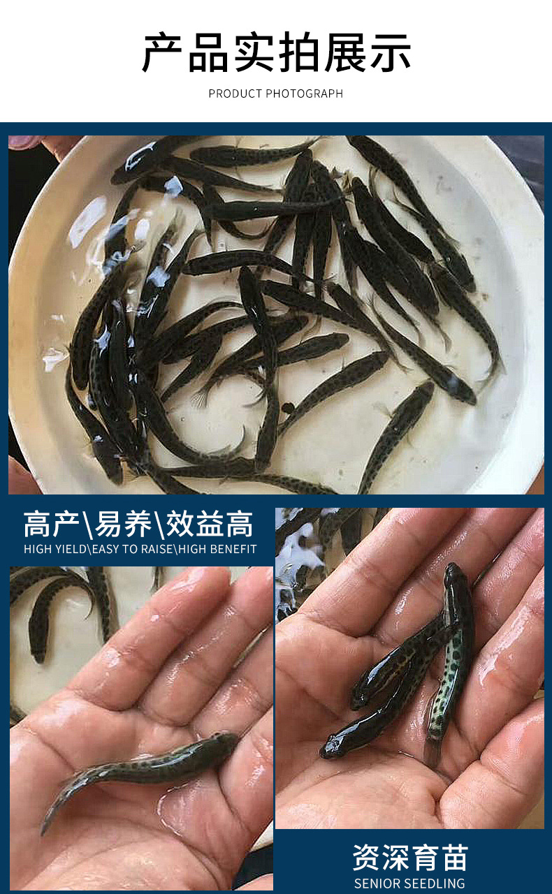 渔场批发杂交淡水生鱼苗人工养殖本地基地供应好养易活黑鱼苗批发