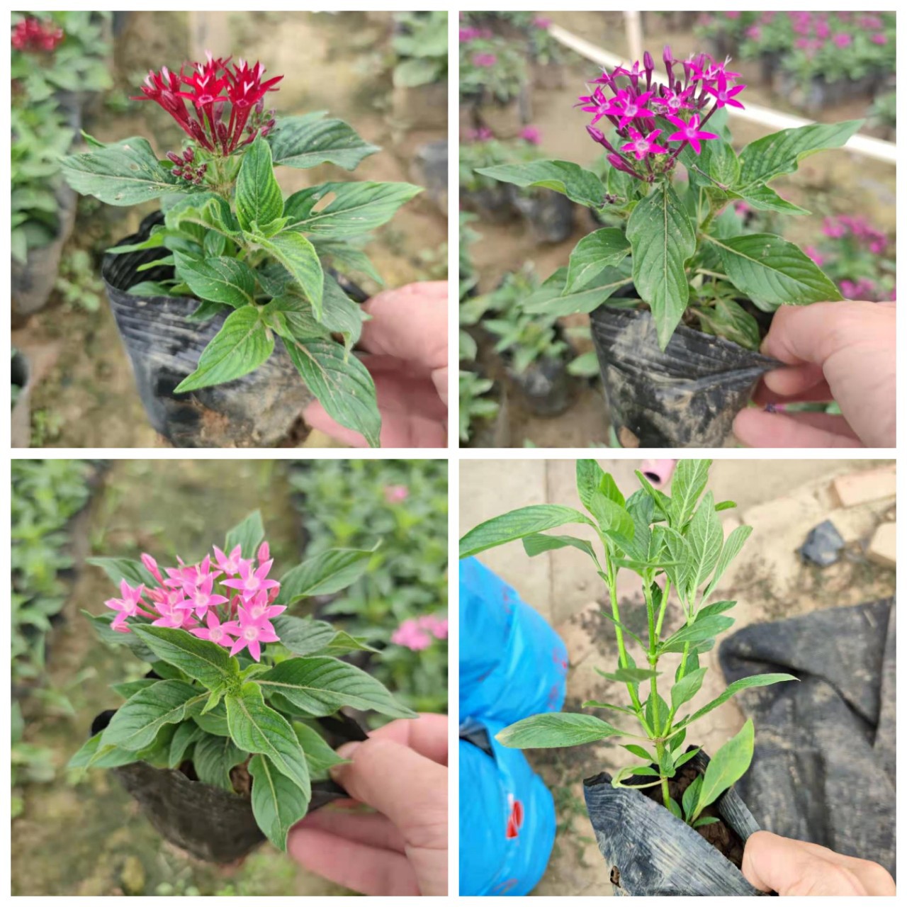 基地批发五星花,绿植花苗混色繁星花,多种规格,品种多样