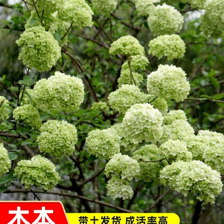 中华木本绣球花树苗斗球花南北方种植白麻球琼花庭院地栽阳台盆栽