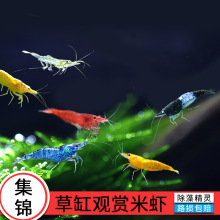 水生小宠物河虾苗淡水养殖小虾米活虾饲料虾活小观赏家养水族跨境