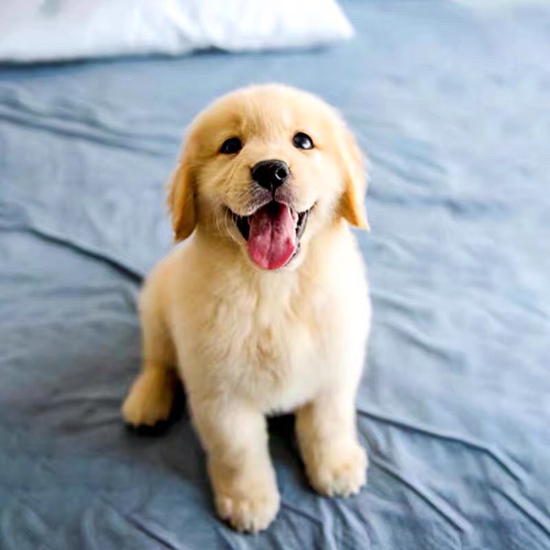 金毛幼犬纯种导盲犬狗狗宠物狗活物小奶狗金毛寻回犬小狗金毛猎犬