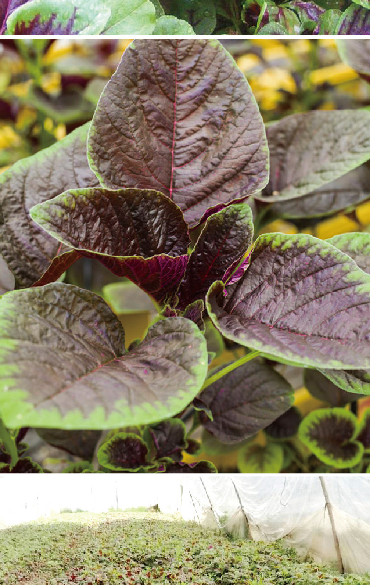 红圆叶苋菜花红苋菜种子 农田菜园可盆栽四季早熟青菜野菜蔬菜籽