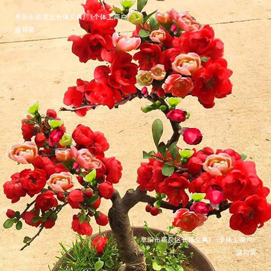 海棠花盆栽树苗重瓣长寿冠盆景老桩庭院植物室内花卉四季开花好养