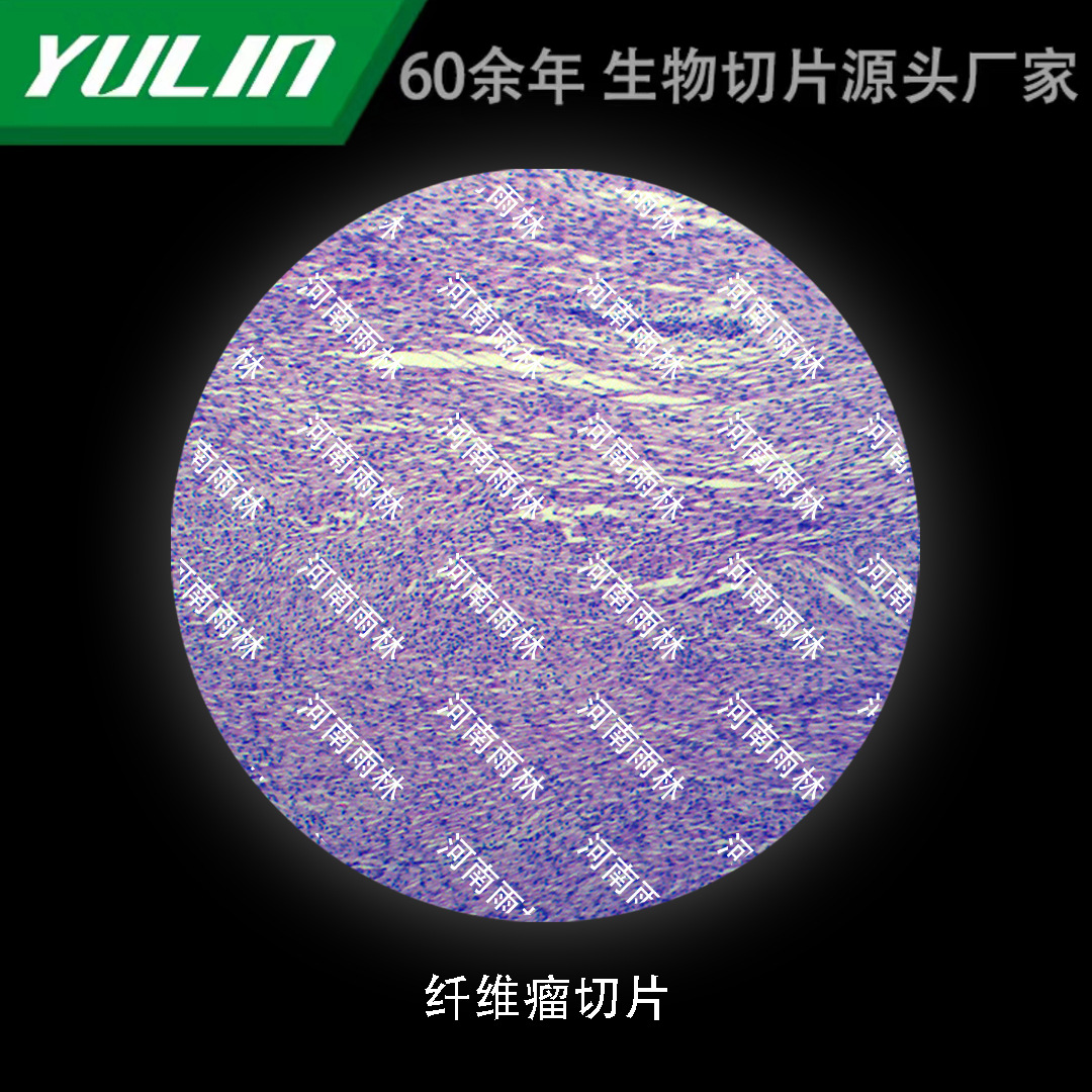 纤维瘤切片生物显微镜标本动物植物细胞载玻片观察实验高校-阿里巴巴