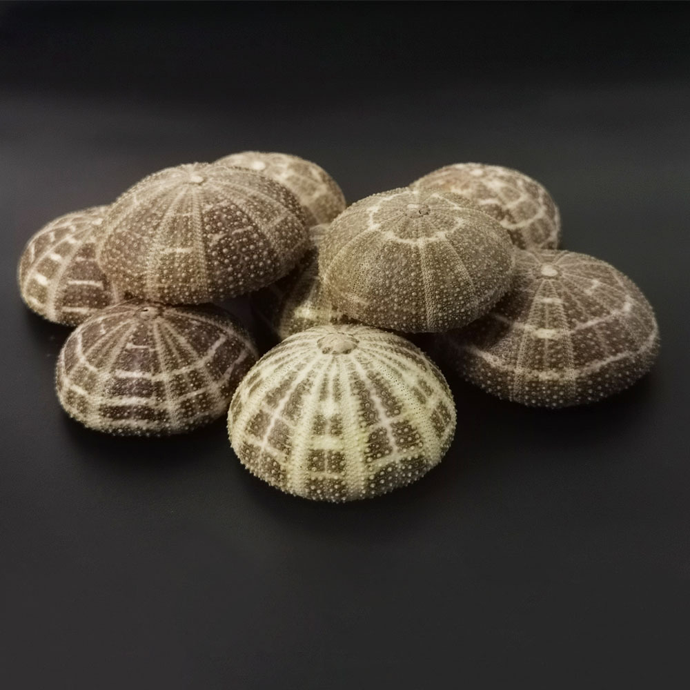 厂家货源海螺贝壳批发地中海空气凤梨盆栽八卦海胆壳居家装饰配饰