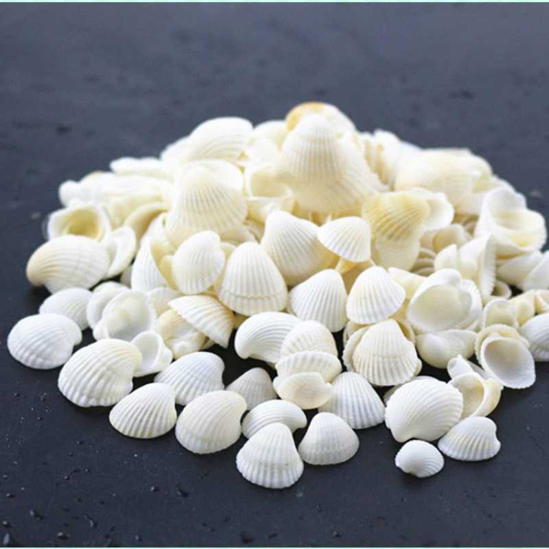 【壳白贝壳】-壳白贝壳厂家,品牌,图片,热帖-阿里巴巴