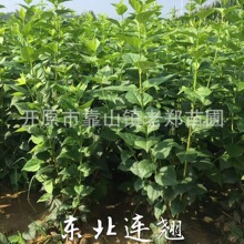 供应东北连翘3-8分枝丛生营养杯苗迎春花播种小苗绿化带篱笆灌木