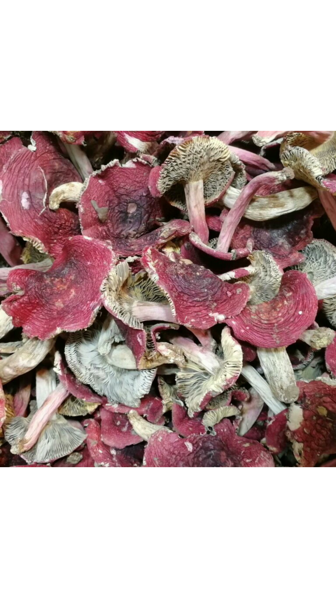 福建红菇货野生干货三明天然蓝底开伞月子红菌菇炖汤营养煲汤