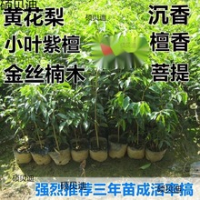 名贵苗木金丝楠木树苗海南沉香苗黄花梨小叶紫檀降香奇楠沉香乔木