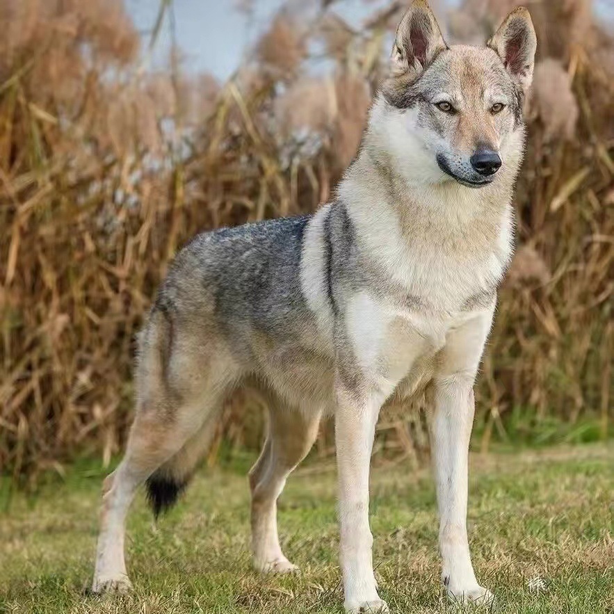 纯种捷克狼犬幼犬活体 双血统狼系捷克狼犬幼犬小狗 捷克狼护卫犬