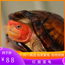 红面蛋龟进口龟苗乌龟鱼缸宠物观赏活体深水龟红面龟蛋发色粮招财