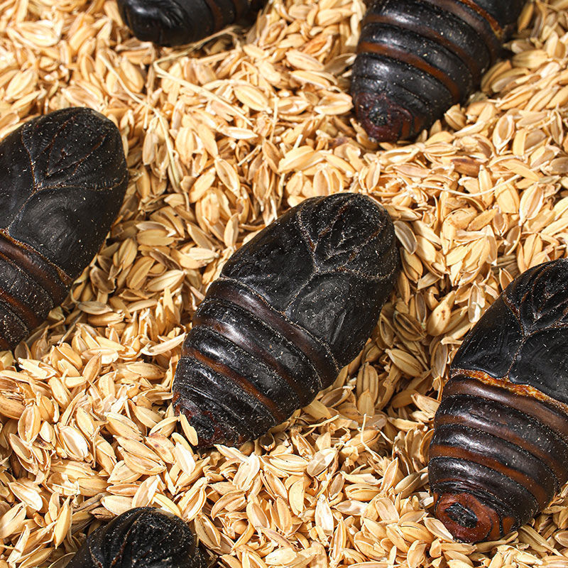 东北特产蚕蛹蝉蛹黄蚕蛹新鲜活蚕蛹鲜活野生柞蚕蛹茧蛹二黄蚕蛹