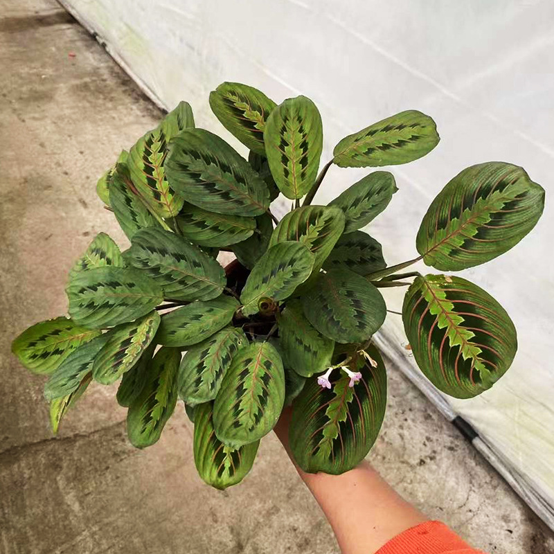 基地直供观叶植物花卉盆栽净化空气红脉蜻蜓a140叶蝉竹芋