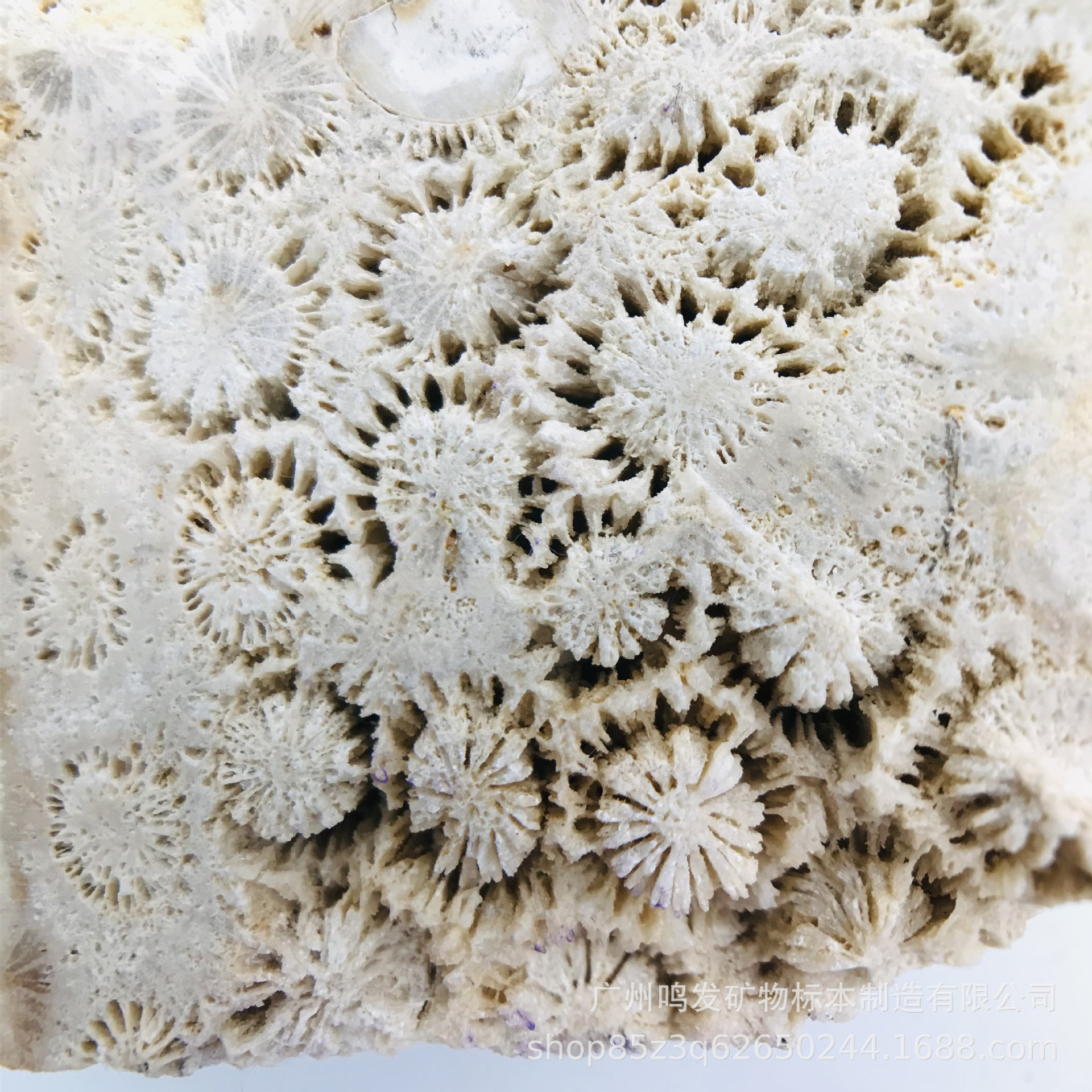 天然珊瑚玉原石原料 菊花玉 有机宝石 发财玉 收藏观赏摆件