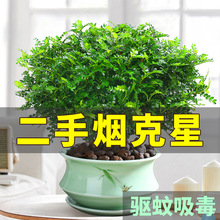 驱蚊草清香胡椒木室内绿植盆栽植物好养吸除甲醛九里香花卉苗水养