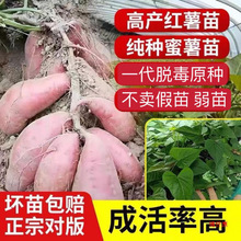 红薯苗烟薯号西瓜红蜜薯苗种高产地瓜苗秧叶苗红薯苗秧