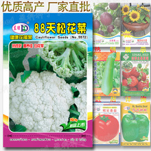 88天松花菜种子 约300粒 白花菜 雪白花椰菜 散花菜 蔬菜种子批发