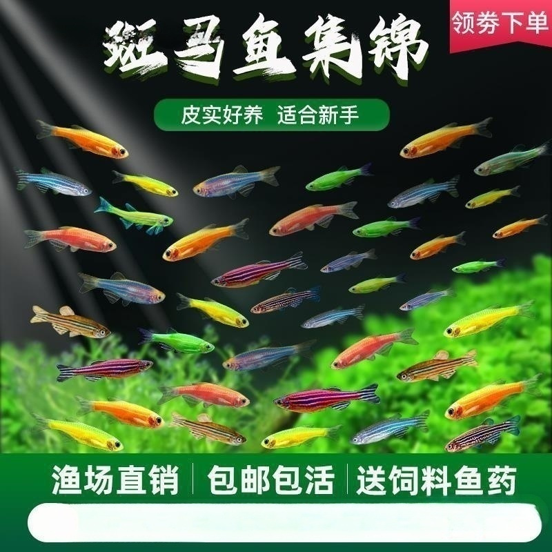 小型热带灯科鱼斑马鱼大号观赏鱼淡水好养耐活孔雀鱼苗活体清道夫