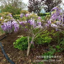 紫藤花树产地 爬藤植物花期长 盆栽绿植花卉藤蔓紫藤萝 规格齐全