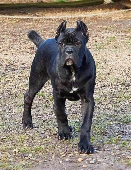 cku赛级双血统纯种意大利卡斯罗幼犬活体大型犬护卫犬猛犬