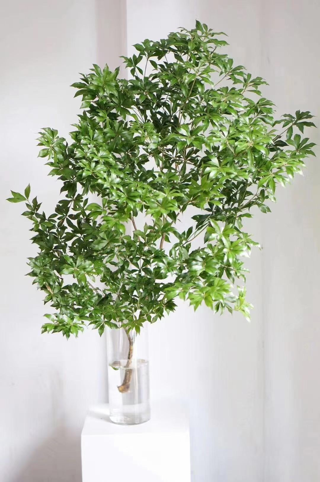 日本马醉木 吊钟鲜切枝 宫灯百合室内桌面插花绿植装饰水培鲜花