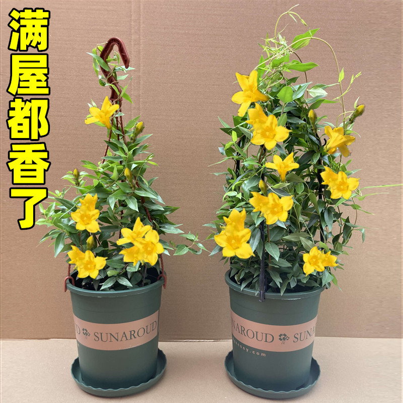 法国香水藤爬藤植物盆栽四季花卉飘香藤茉莉花室内外阳台耐寒植物