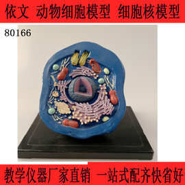 生物教具教学模型