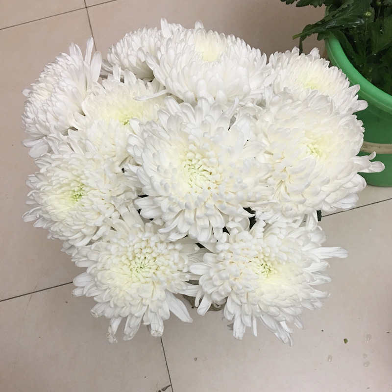 清明节中元节黄白菊鲜花云南直发扫墓上坟祭奠哀悼探望礼佛鲜切花