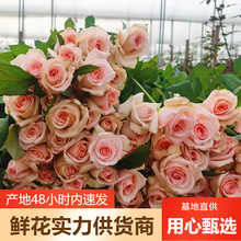 玫瑰鲜花批发云南鲜花基地直批婚庆布置花店摆摊用花社区团购货源