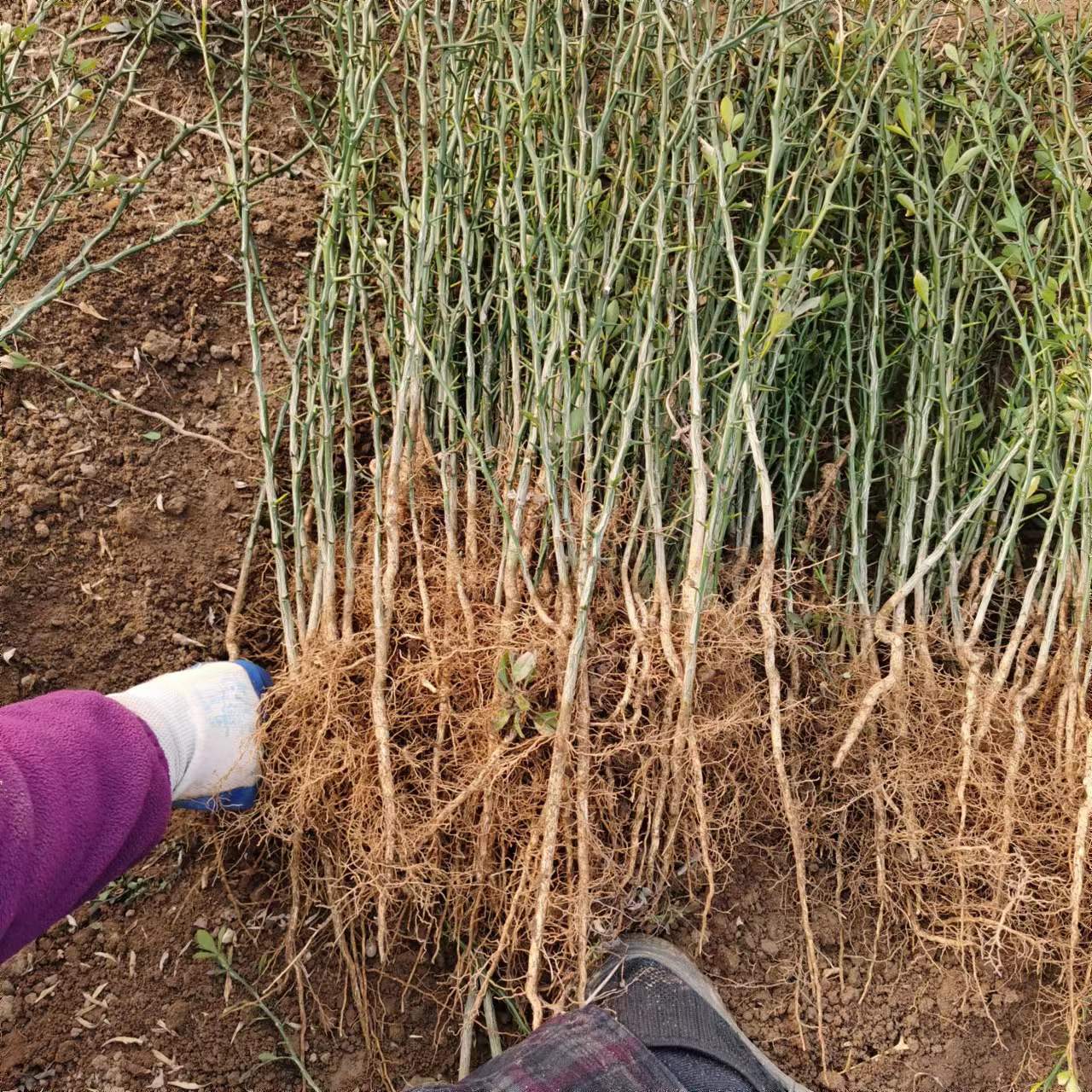 枸橘苗现挖现卖  枳壳树苗量大从优绿化篱笆栅栏铁篱寨枳实苗护院