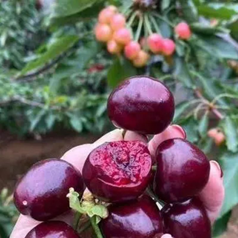 果树苗嫁接大樱桃树苗 俄罗斯8号樱桃苗 俄8樱桃树车厘子樱桃树