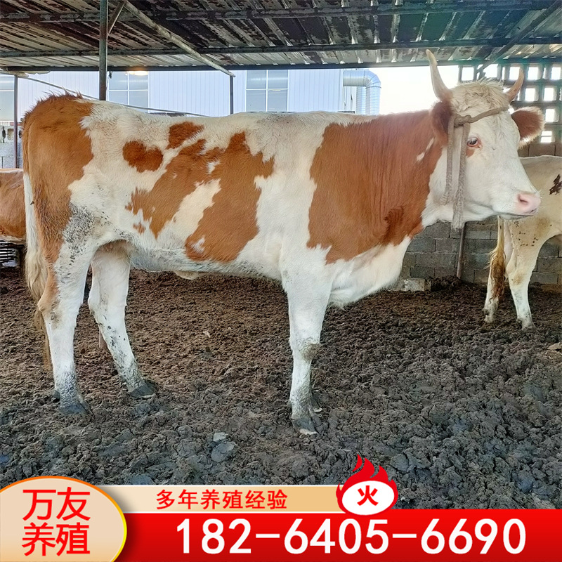 鲁西黄牛小牛苗 杂交小牛犊肉牛苗价格 怀孕大牛改良肉牛苗价格